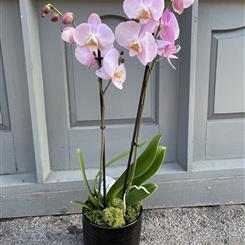 Pink Orchid in Pot