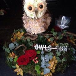 3D Owl 