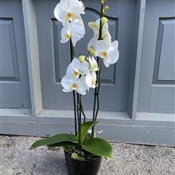 White orchid in pot