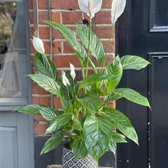 Peace Lily Plant