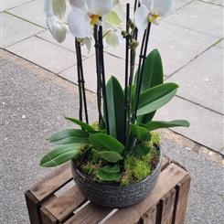 Large orchid planter