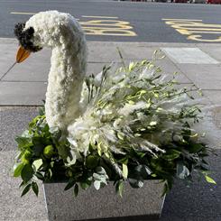 Swan 